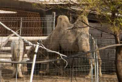 Cammelli e lama: nel quartiere Japigia di Bari c'� uno ''zoo'' nascosto e misterioso